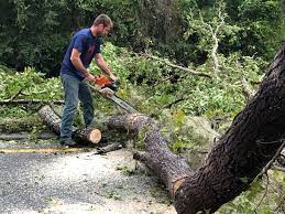 Best Storm Damage Tree Cleanup  in Brusly, LA