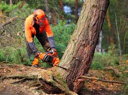 Best Tree Mulching  in Brusly, LA