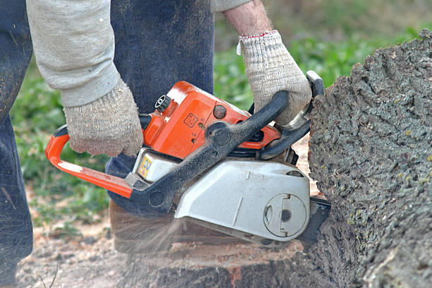 Best Commercial Tree Services  in Brusly, LA