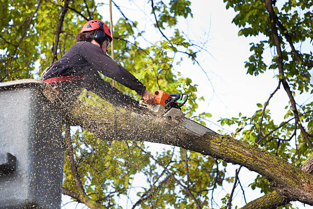  Brusly, LA Tree Care Pros