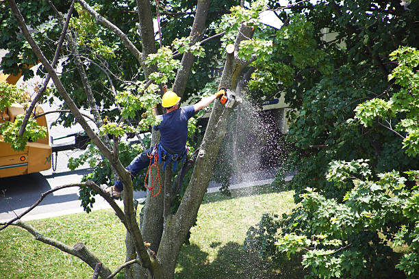 Best Lawn Mowing  in Brusly, LA