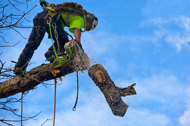 Best Fruit Tree Pruning  in Brusly, LA