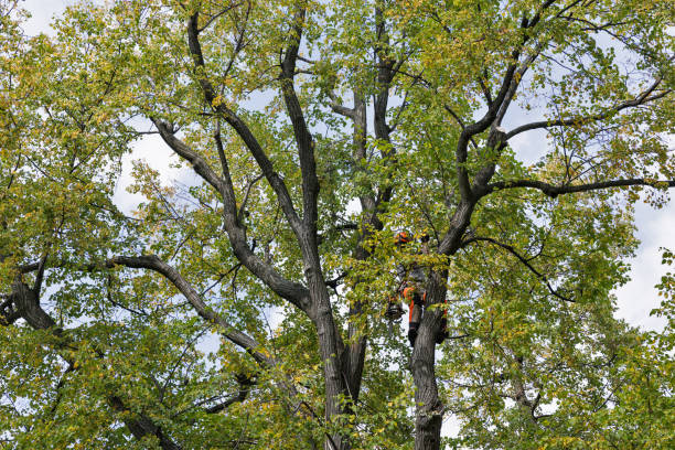 Best Tree Maintenance Programs  in Brusly, LA